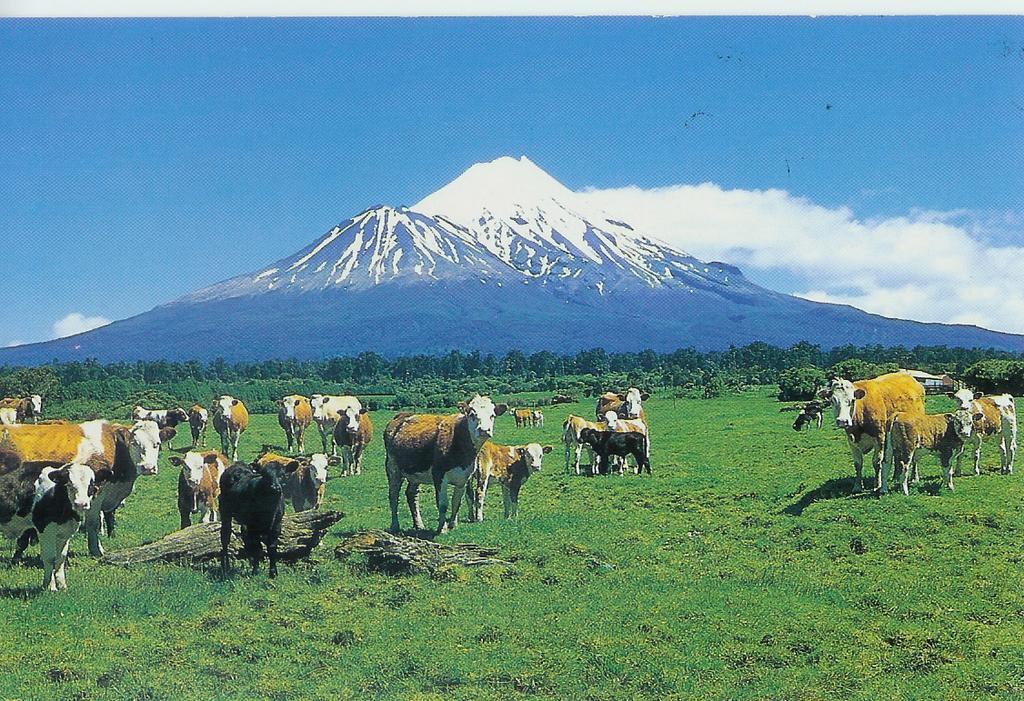 Wheatly Downs Farmstay And Backpackers Hawera Extérieur photo